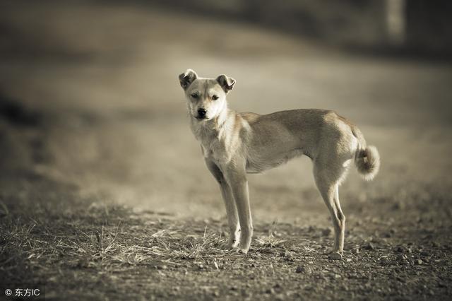 汶川十年，中國版忠犬八公，被打斷脊梁骨仍守護主人遺物！