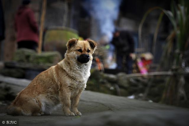汶川十年，中國版忠犬八公，被打斷脊梁骨仍守護主人遺物！