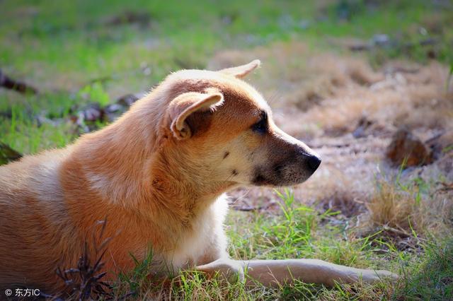 汶川十年，中國版忠犬八公，被打斷脊梁骨仍守護主人遺物！