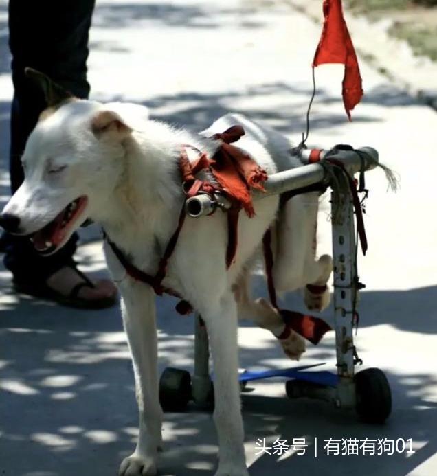 汶川十年，中國版忠犬八公，被打斷脊梁骨仍守護主人遺物！