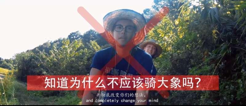 別騎大象了！　他潛入景點揭虐象黑幕「拿鉤子狠刺」　他心痛：大象永遠記得