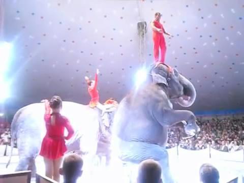 別騎大象了！　他潛入景點揭虐象黑幕「拿鉤子狠刺」　他心痛：大象永遠記得