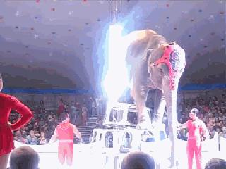 別騎大象了！　他潛入景點揭虐象黑幕「拿鉤子狠刺」　他心痛：大象永遠記得