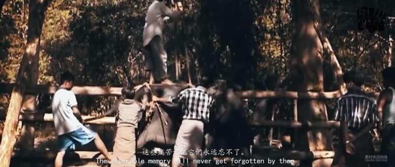 別騎大象了！　他潛入景點揭虐象黑幕「拿鉤子狠刺」　他心痛：大象永遠記得