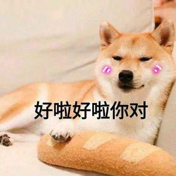 狗狗什麼時候的智商最高？