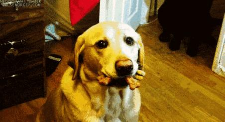 狗狗什麼時候的智商最高？