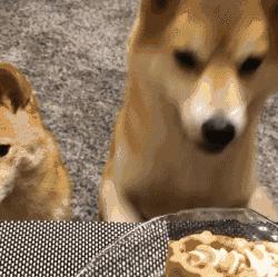 狗狗什麼時候的智商最高？