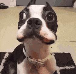狗狗什麼時候的智商最高？