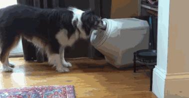狗狗什麼時候的智商最高？