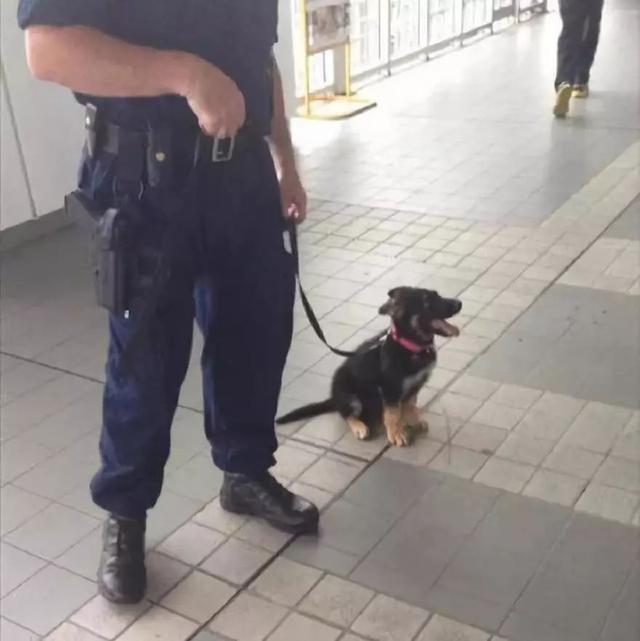 一生背負光榮與使命的警犬，卻沒能安享晚年……
