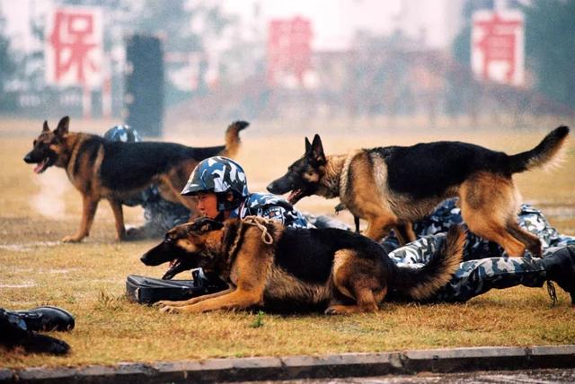 一生背負光榮與使命的警犬，卻沒能安享晚年……