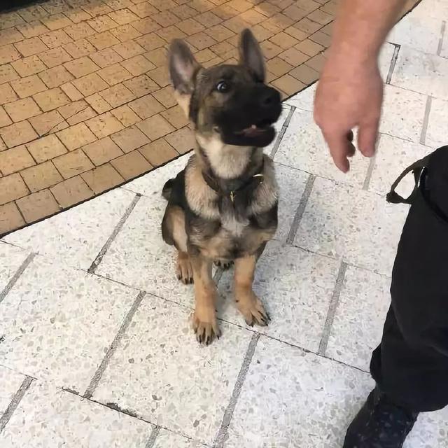 一生背負光榮與使命的警犬，卻沒能安享晚年……