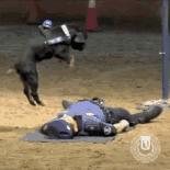 一生背負光榮與使命的警犬，卻沒能安享晚年……