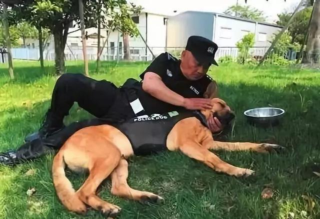 一生背負光榮與使命的警犬，卻沒能安享晚年……