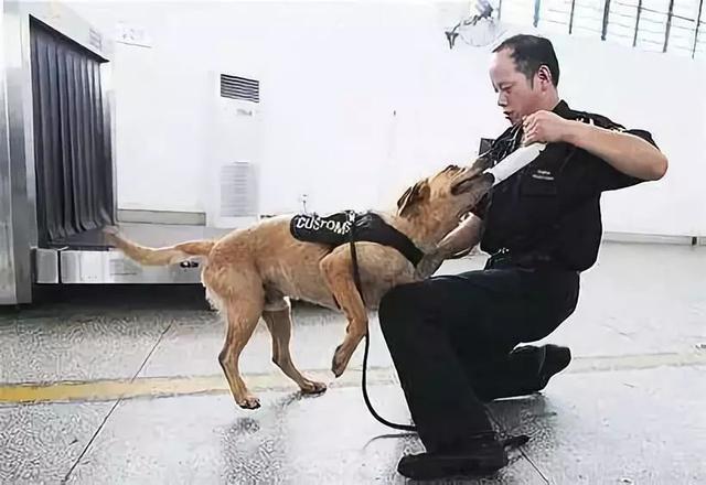 一生背負光榮與使命的警犬，卻沒能安享晚年……