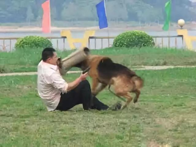 一生背負光榮與使命的警犬，卻沒能安享晚年……