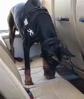 一生背負光榮與使命的警犬，卻沒能安享晚年……