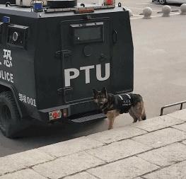一生背負光榮與使命的警犬，卻沒能安享晚年……