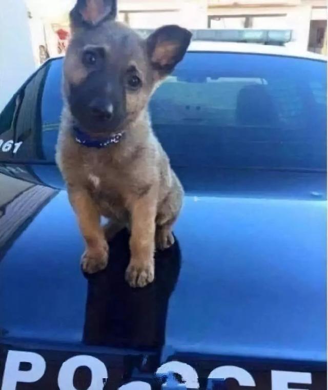 一生背負光榮與使命的警犬，卻沒能安享晚年……