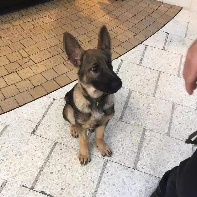 一生背負光榮與使命的警犬，卻沒能安享晚年……