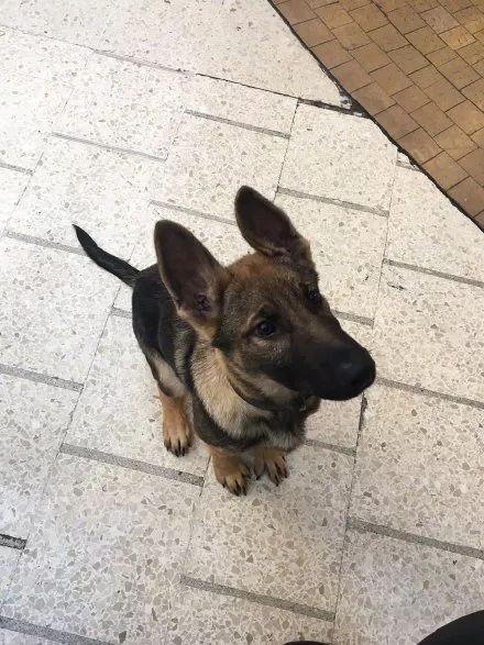 一生背負光榮與使命的警犬，卻沒能安享晚年……