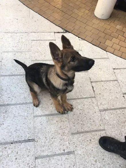 一生背負光榮與使命的警犬，卻沒能安享晚年……