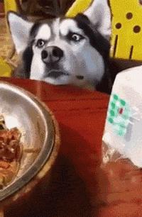 你家狗狗夠不夠健康，只要看這10點就知道啦