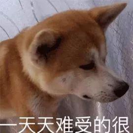 你家狗狗夠不夠健康，只要看這10點就知道啦