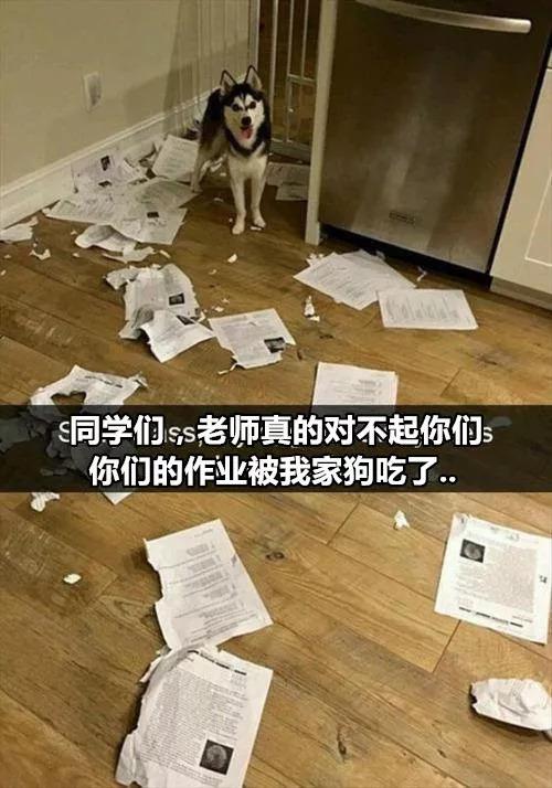 有狗以來最難忘的時刻，送土的那位你夠了