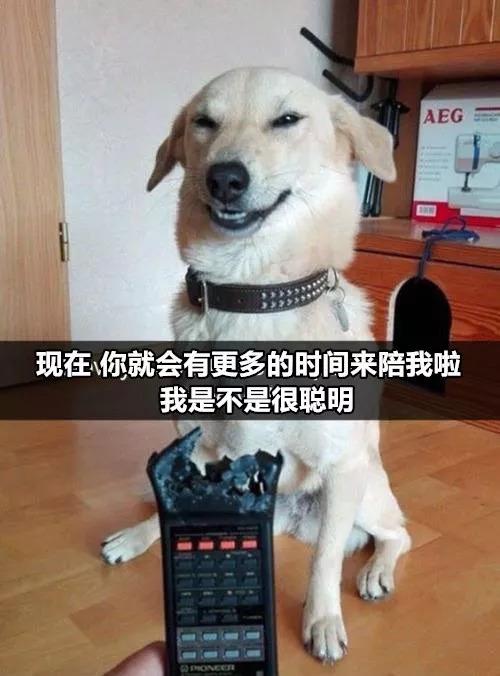 有狗以來最難忘的時刻，送土的那位你夠了
