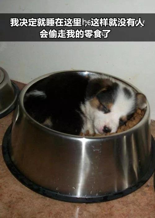 有狗以來最難忘的時刻，送土的那位你夠了