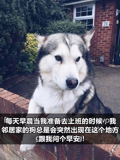 有狗以來最難忘的時刻，送土的那位你夠了