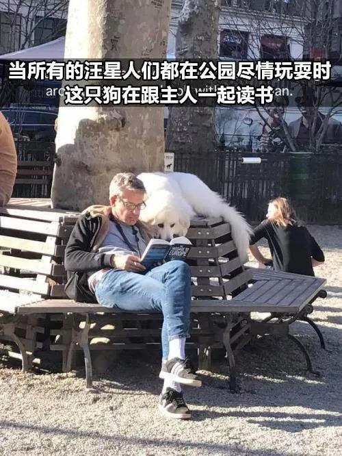 有狗以來最難忘的時刻，送土的那位你夠了