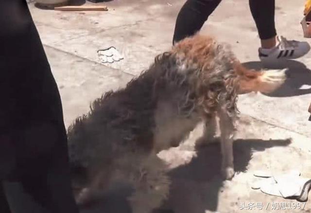 狗狗沖向人群向路人下跪，給食物卻不吃，得知情況後路人爭養