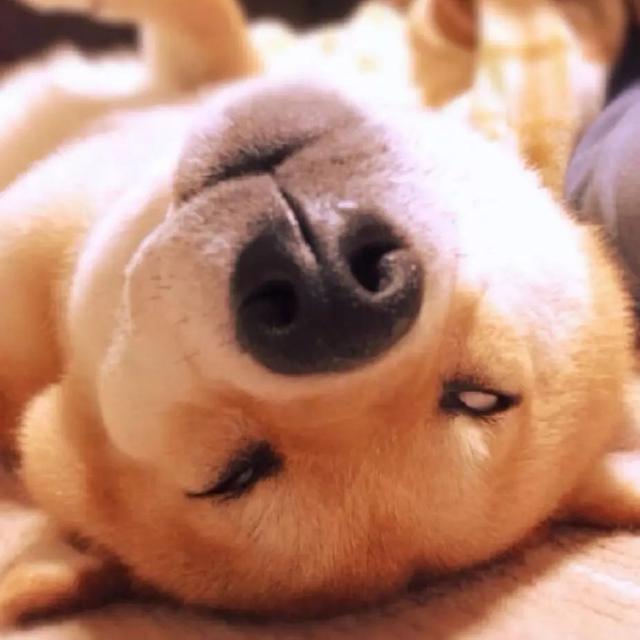 真沒見過這樣比誰的狗更丑的，這些主人簡直喪心病狂