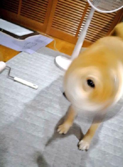 真沒見過這樣比誰的狗更丑的，這些主人簡直喪心病狂