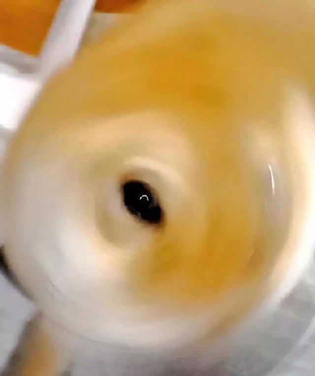 真沒見過這樣比誰的狗更丑的，這些主人簡直喪心病狂