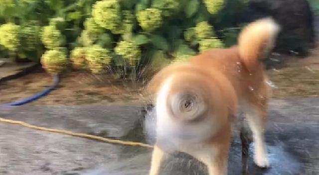 真沒見過這樣比誰的狗更丑的，這些主人簡直喪心病狂