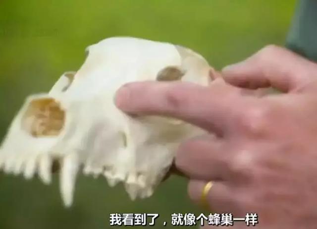 狗狗討人喜愛的秘密，居然是因為鼻子