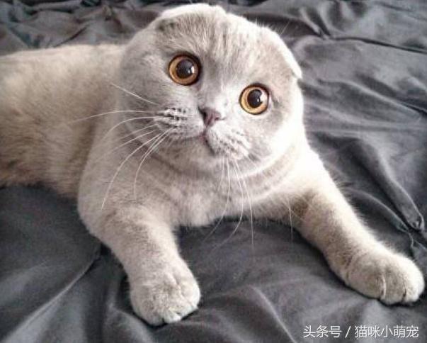 貓咪智商十大排名，看看你家的貓入圍了嗎？