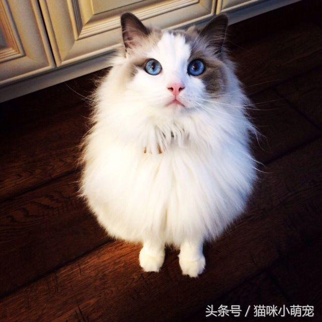 貓咪智商十大排名，看看你家的貓入圍了嗎？