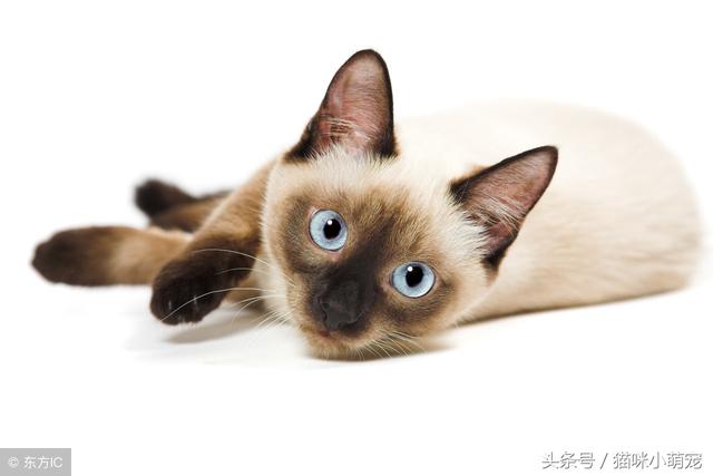 貓咪智商十大排名，看看你家的貓入圍了嗎？