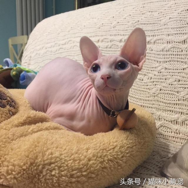 貓咪智商十大排名，看看你家的貓入圍了嗎？