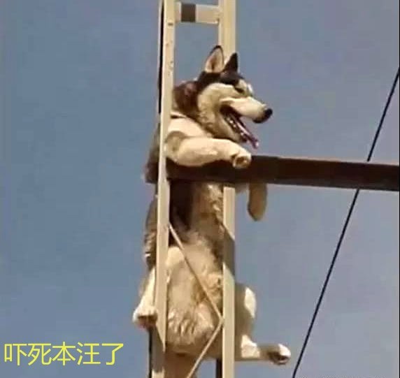 找不到二哈，出門抬頭一看，顫抖著手撥打了119