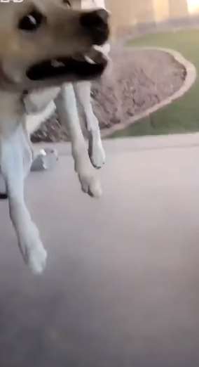 狗狗看到主人超樂　原地跳上跳下萌翻全網
