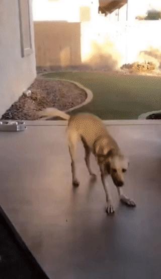 狗狗看到主人超樂　原地跳上跳下萌翻全網