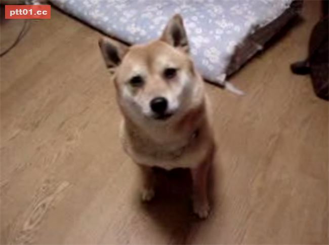 狗狗看到主人超樂　原地跳上跳下萌翻全網