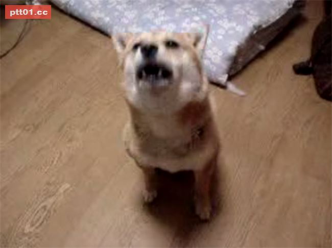 狗狗看到主人超樂　原地跳上跳下萌翻全網