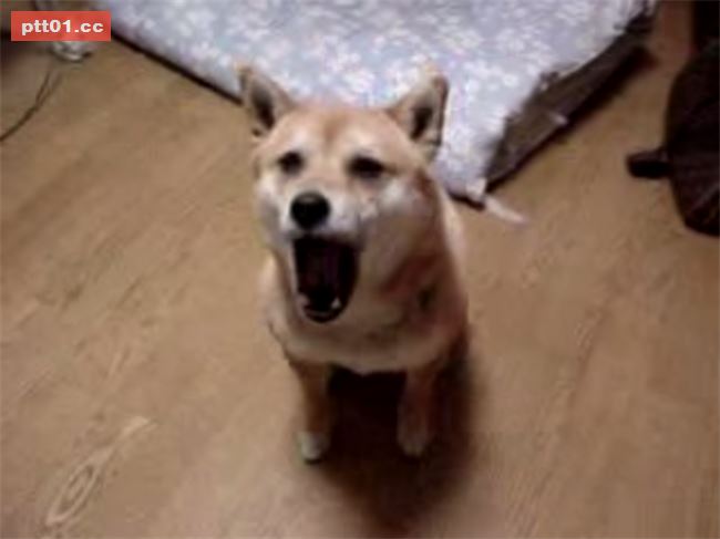 狗狗看到主人超樂　原地跳上跳下萌翻全網