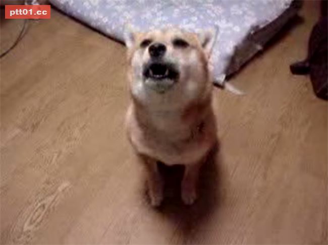 狗狗看到主人超樂　原地跳上跳下萌翻全網